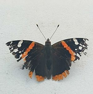 Meet your Posher, Genevieve